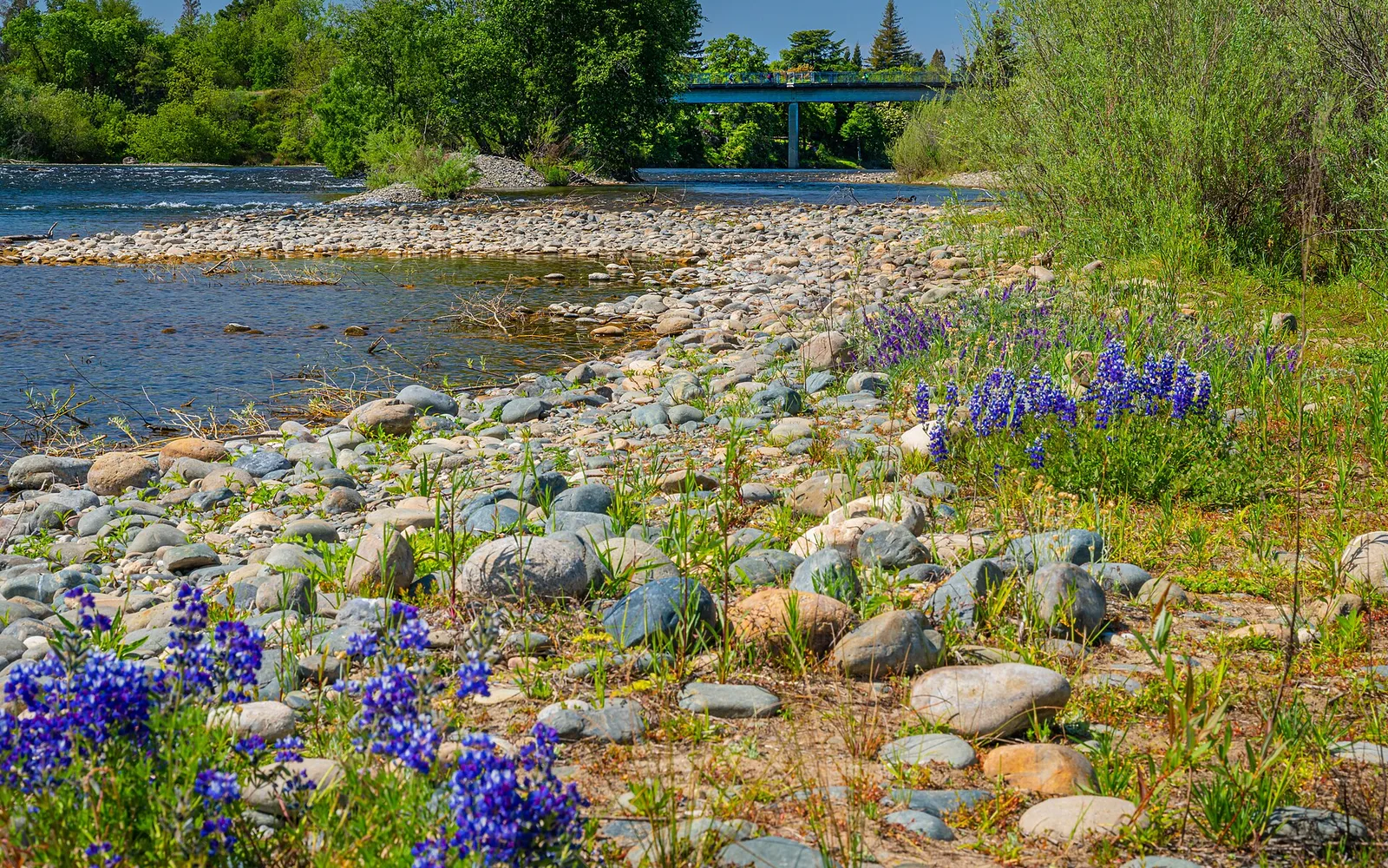 American River shoreline and wildflowers near Rancho Cordova.